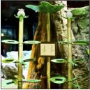 Odysseum K�ln: Photosynthese (Foto: Oliver Gies)